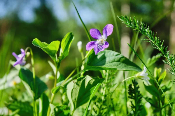 Violeta púrpura, flor del prado silvestre florece en primavera y verano en la hierba, en un prado, en el bosque. Fondo de flores. Enfoque selectivo, fondo borroso. — Foto de Stock