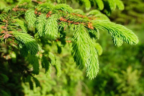 Rama verde pino picea con brotes jóvenes durante el día en el bosque, parque, en la naturaleza. Sin personas, primer plano, enfoque selectivo. Imagen de stock