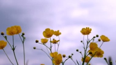 Sarı kır çiçekleri rüzgarda sallanıyor bulutlu havada öğleden sonra bir çayır üzerinde bulutlu gri gökyüzüne karşı.