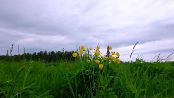 Gele wilde bloemen zwaaien in de wind bij bewolkt weer op een weide in de middag tegen een achtergrond van groen gras en een hemel met wolken. — Stockvideo