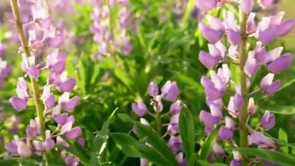 Lindas flores roxas, Lupin no campo, no prado à tarde à luz do sol — Vídeo de Stock