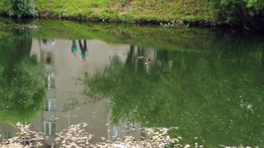 Şehir göletli bir sahne. Küçük ördek yavruları gölde yüzer, yazın akşamları şehirde bir parkta. Ağaçlar ve çimenler suya yansıyor..