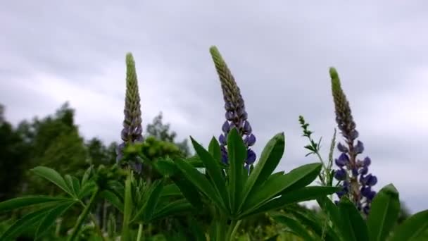 Grönt gräs svänger i vinden på dagen, molnigt väder, vind på ängen, fält. Lupin blommor våg i vinden — Stockvideo