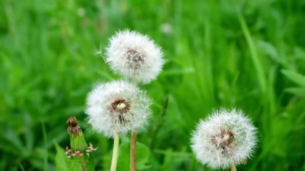 Witte pluizige paardebloem in groen gras zwaaiend in de wind tijdens de dag, bewolkt weer. Wind in de wei, veld. close-up. — Stockvideo