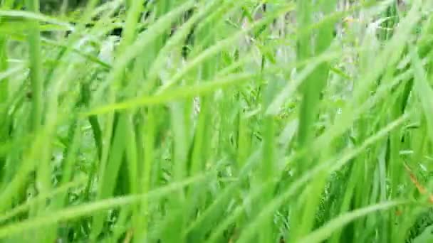 Gündüz rüzgarda sallanan yeşil çimenler, çayırlarda esen rüzgar, tarlalar.. — Stok video