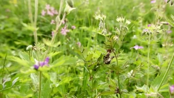 Bourdon, abeille collecte le pollen sur les fleurs, trèfle sur une prairie, champ. Il vole d'une fleur à l'autre — Video