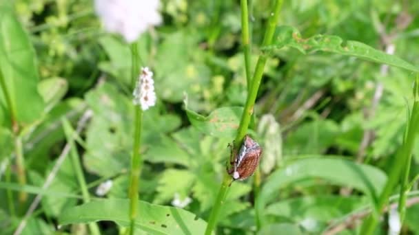 Большой коричневый жук, майский жук движется, ползает, забирается на травинку, лист растения на лугу, на поле летом во второй половине дня крупным планом. — стоковое видео