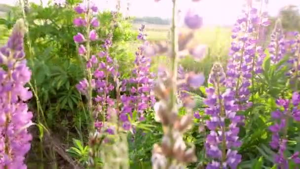 Mooie Paarse bloemen, Lupin op het veld, in de wei in de middag in het zonlicht — Stockvideo