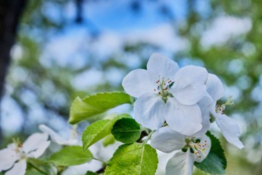 Elma mavi gökyüzüne karşı çiçek açar. Çiçek arka planı.