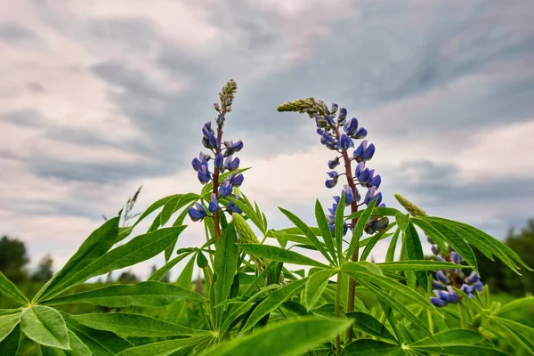 Flores roxas lupin floresce contra o céu com nuvens em tempo nublado. Close-up, ângulo de visão baixo. — Fotografia de Stock