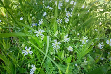 Çayırdaki yeşil çimlerde, tarlada beyaz çiçekler. Güneşli bir gün. Seçici odaklanma, bulanık arkaplan. Bahar ve yaz arkaplanı.