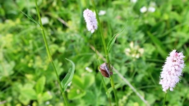 Un grande scarabeo bruno, uno scarabeo di maggio si muove, striscia, sale su un filo d'erba, una foglia di una pianta su un prato, su un campo d'estate nel primo piano pomeridiano. — Video Stock