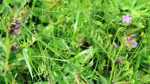 Bumblebee, bee collects pollen on flowers, clover on a meadow, field. It flies from one flower to another — Stock Video