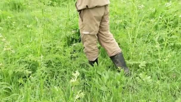 Bir adam elinde bir cihaz tutuyor, elinde bir metal dedektör, bir çayırda çalışıyor, bir tarlada, hazine, sikke, sanat eseri arıyor. Rusya, Vladimir, 26 Haziran 2021 — Stok video