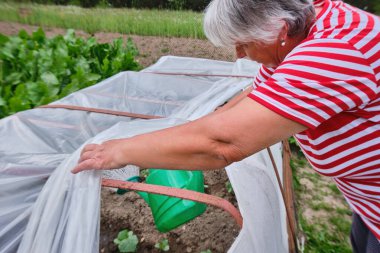 Yaşlı, gri saçlı, mutlu bir kadın, bir emekli, günlük ev kıyafetleri içinde bir büyükanne bahçede, bahçede, arka bahçede, serada çalışıyor. Su bitkileri, domatesler, salatalıklar
