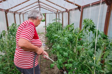 Yaşlı, gri saçlı, mutlu bir kadın, bir emekli, evde günlük giysiler içinde bir büyükanne bahçede çalışıyor, sebze bahçesi, arka bahçe, sera. Hortum bitkileri, domatesler, salatalıklar...