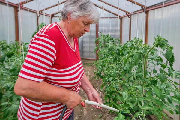 An elderly gray-haired happy woman, a pensioner, a grandmother in home casual clothes works in the garden, vegetable garden, backyard, greenhouse. Watering from a hose plants, tomatoes, cucumbers in