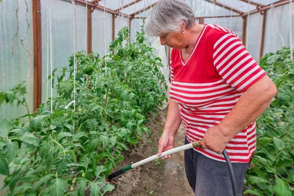 An elderly gray-haired happy woman, a pensioner, a grandmother in home casual clothes works in the garden, vegetable garden, backyard, greenhouse. Watering from a hose plants, tomatoes, cucumbers in