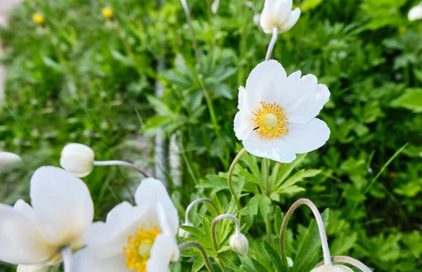 Biały anemon kwitnie wiosną w ogrodzie zbliżenie, selektywne skupienie. Biały kwiat w zielonej trawie w kwietniku. — Zdjęcie stockowe