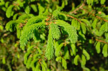 Ladin çamı yeşili bir dal. Gündüz taze filizlerle birlikte ormanda, parkta, doğada. İnsan yok, yakın çekim, seçici odaklanma.