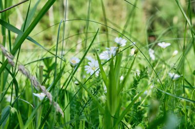 Çayırdaki yeşil çimlerde, tarlada beyaz çiçekler. Güneşli bir gün. Seçici odaklanma, bulanık arkaplan. Bahar ve yaz arkaplanı.