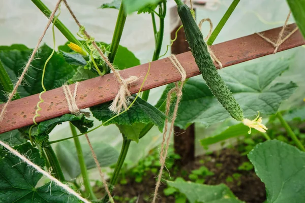 O pepino maduro cresce em uma cama em uma estufa. Legumes frescos no jardim da casa de campo. Alimentos saudáveis e vegetarianos. — Fotografia de Stock