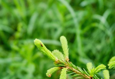 Ladin çamı yeşili bir dal. Gündüz taze filizlerle birlikte ormanda, parkta, doğada. İnsan yok, yakın çekim, seçici odaklanma.
