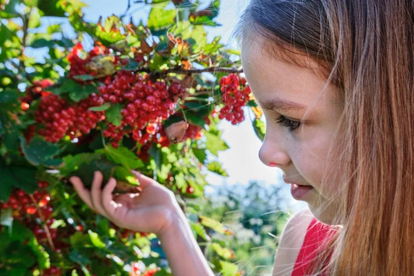 Una niña feliz, un niño sostiene una grosella roja en su mano y come baya roja en el jardín en un día soleado sobre el fondo de un arbusto de grosella roja. —  Fotos de Stock