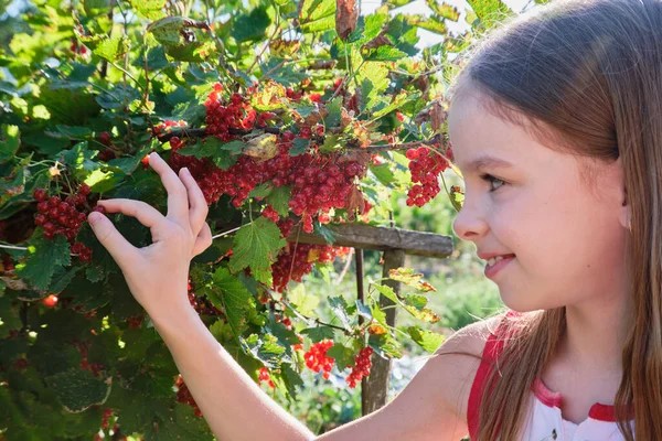 Una niña feliz, un niño sostiene una grosella roja en su mano y come baya roja en el jardín en un día soleado sobre el fondo de un arbusto de grosella roja. Fotos de stock