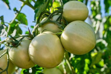 Yeşil ve kırmızı domatesler serada bir dalda yetişir, gündüzleri tarlada, doğal ışıkta. Domatesler bahçede olgunlaşır, yakın plan, aşağıdan manzara. Doğal bahçe işleri..