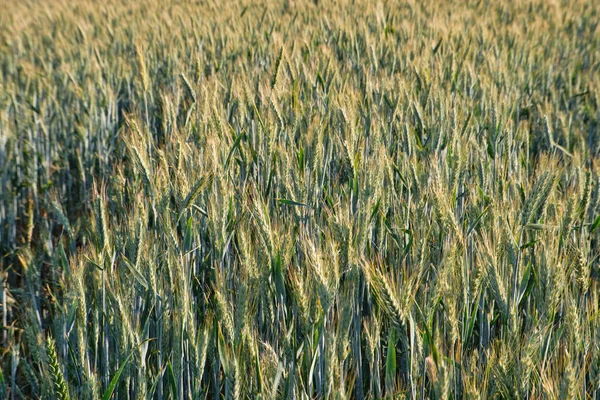 Yellow ripe ears of wheat, rye in the field close-up, top view. — Stock Photo, Image