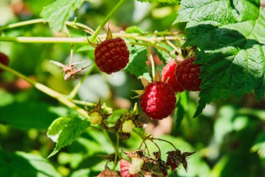 Olgun ahududular bir dalda, bahçedeki bir çalılıkta yeşil yaprakların arka planında. Yeşil arka planda kırmızı çilekler.