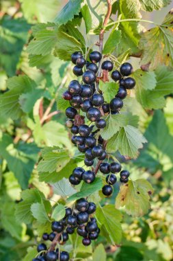 Taze siyah frenk üzümü, yeşil yaprakların arka planında bir dalda dut. Yazın bahçesinde kuş üzümü kümeleri olan çalılar. Yakın plan..