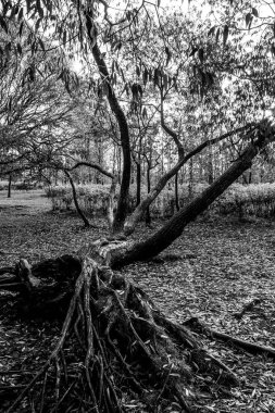 Siyah beyaz bir ağaç.