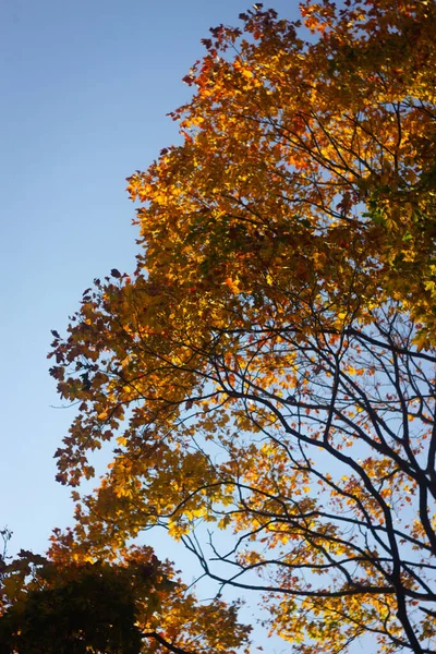 Sonbahar ağaçlarının taçları berrak gökyüzüne karşı