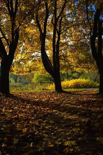 Sonbahar güneşinin altında ağaçlar