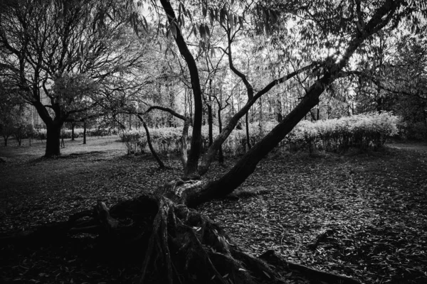 Лежащее Дерево Черно Белом — стоковое фото