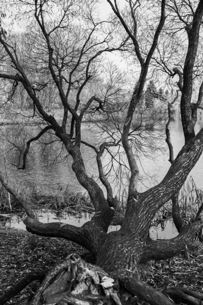 Siyah beyaz bir ağaç.