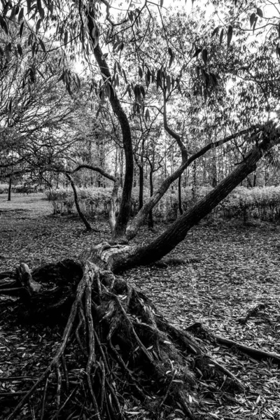 Siyah beyaz bir ağaç.