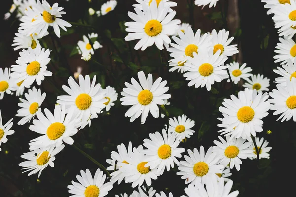 Bahçede bir sürü büyük beyaz papatya