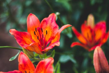 Bahçede bir buket parlak kırmızı zambak