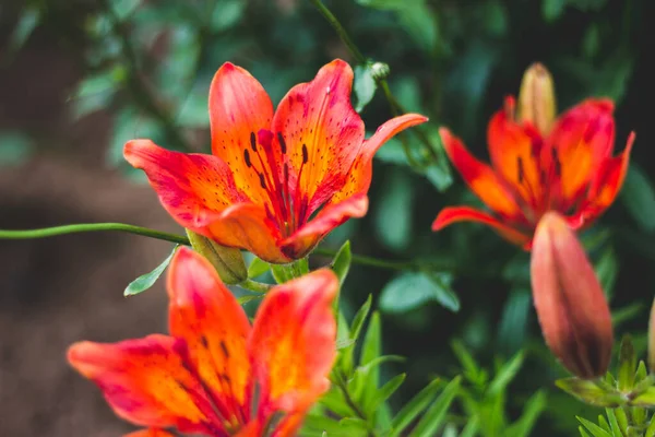 Yeşillikte büyük kırmızı zambaklar