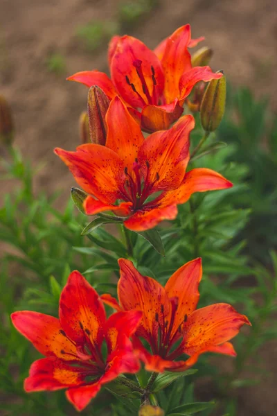 Bahçedeki parlak zambaklar.