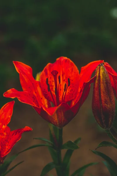 Bahçedeki kırmızı zambaklar 
