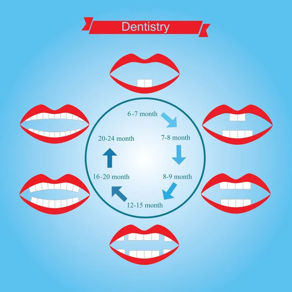 Términos de la erupción de los dientes primarios — Vector de stock