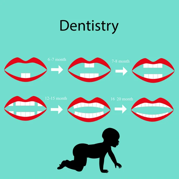 Éruption des dents primaires — Image vectorielle