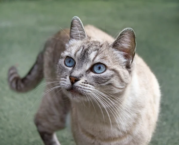 Asfalt yüzeyine oturan kedi