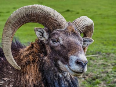 Yeşil çimenlerin üzerinde güzel bir mouflon portresi