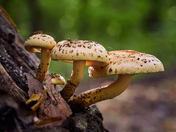 Yellow mushrooms growing on a tree in the forest on a sunny autumn day