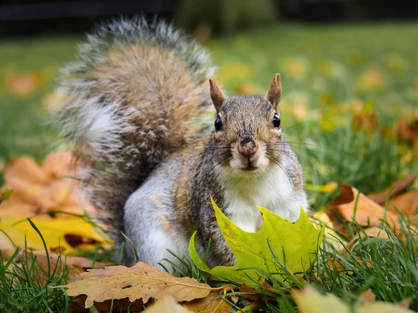 Wiewiórka Siedzi Trawie Wśród Jesiennych Liści — Zdjęcie stockowe